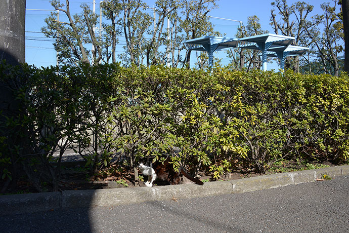 太田区のねこ
