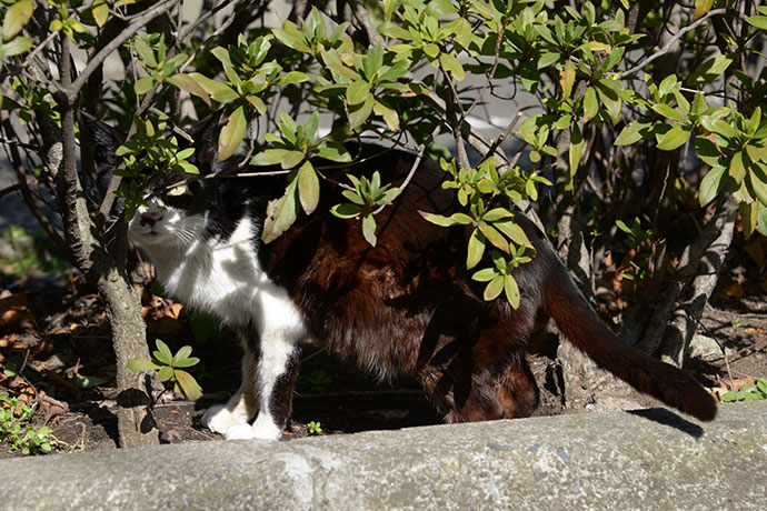 太田区のねこ