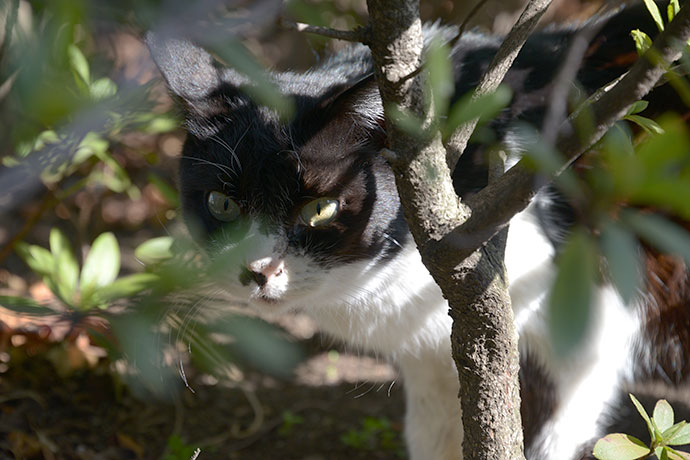 太田区のねこ