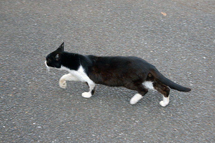 太田区のねこ