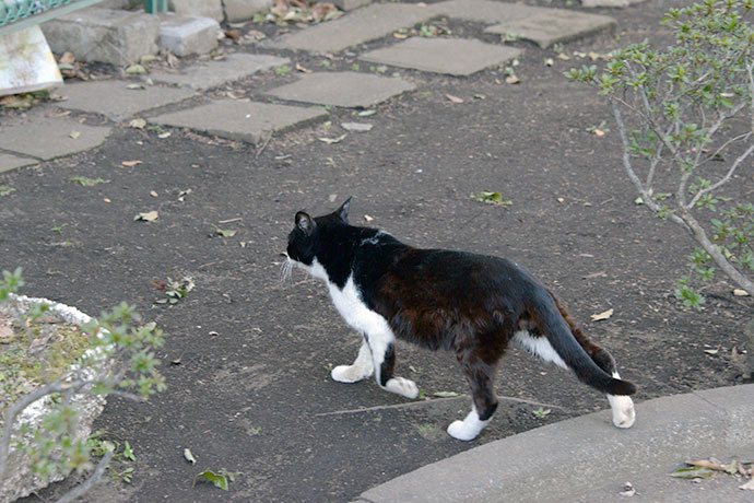 太田区のねこ