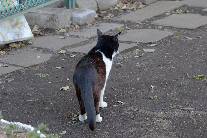 太田区のねこ