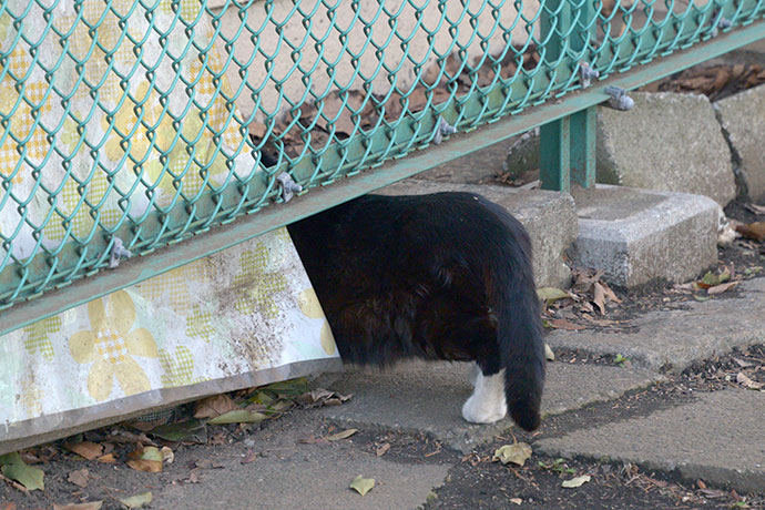 太田区のねこ