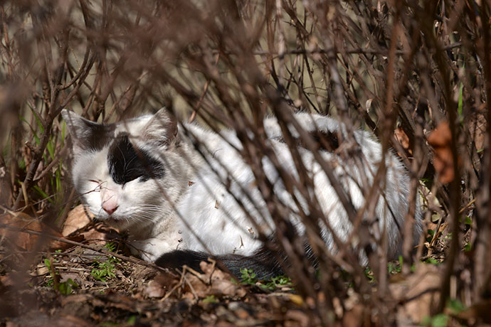 太田区のねこ