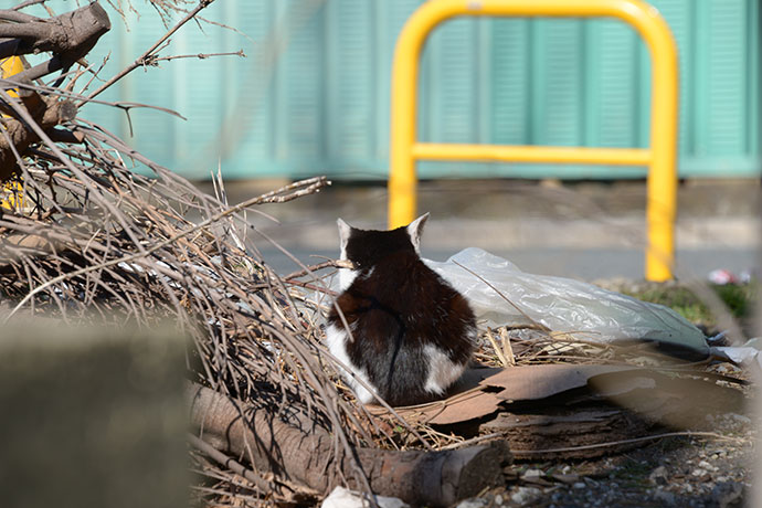 太田区のねこ