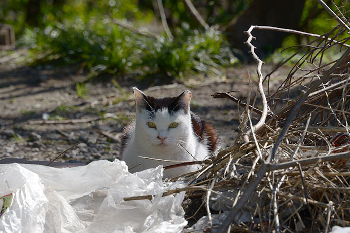太田区のねこ