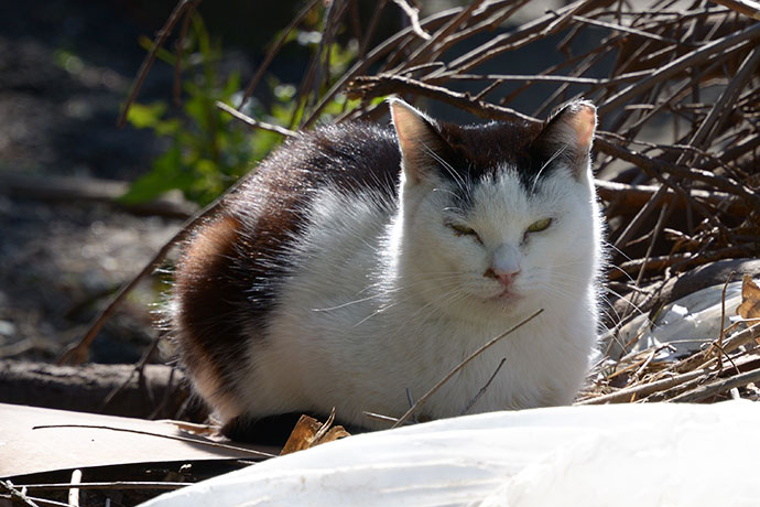 太田区のねこ