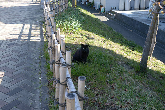 太田区のねこ