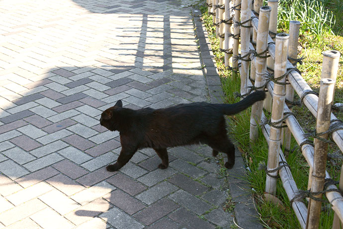 太田区のねこ