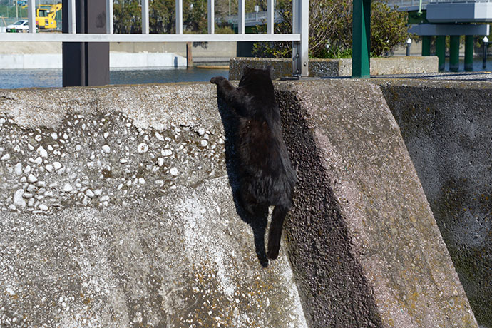 太田区のねこ