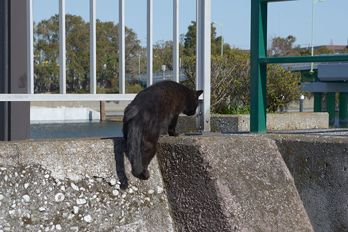 太田区のねこ