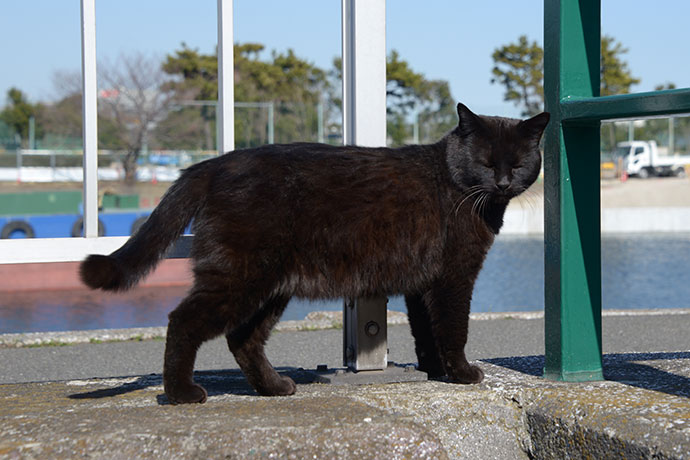 太田区のねこ