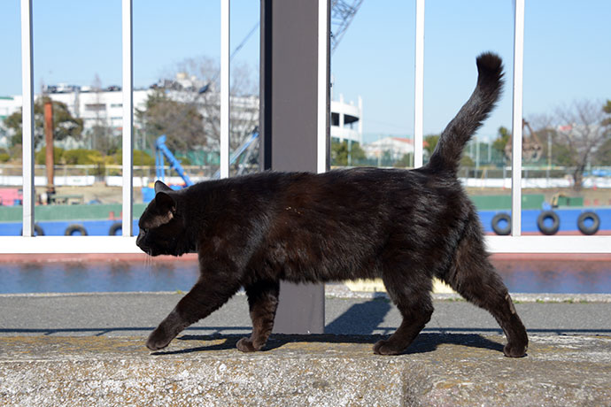 太田区のねこ