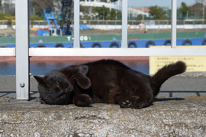 太田区のねこ