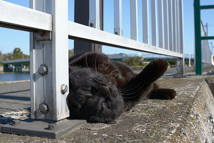 太田区のねこ