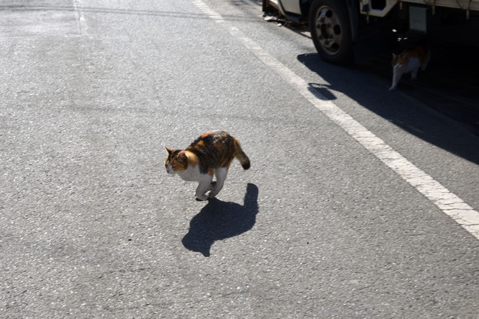 太田区のねこ