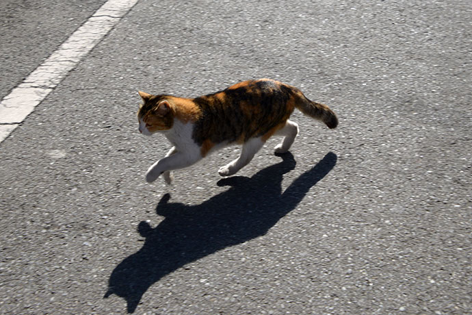 太田区のねこ