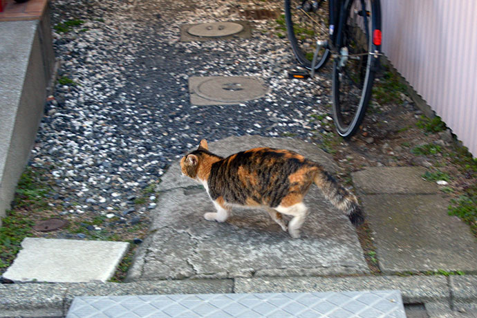 太田区のねこ