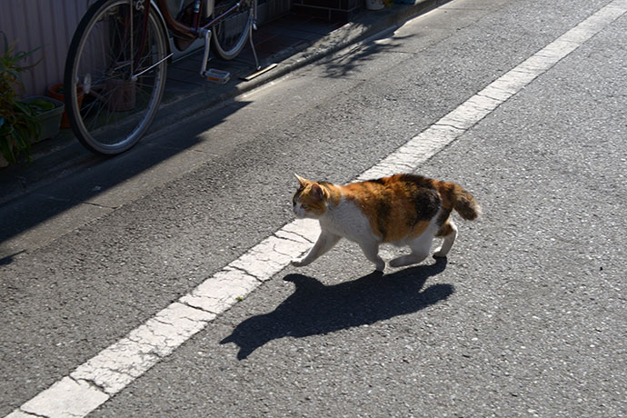 太田区のねこ