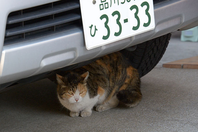太田区のねこ