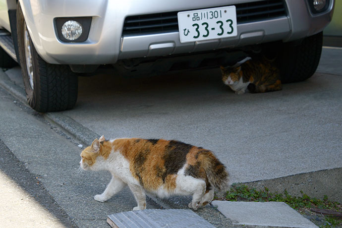 太田区のねこ