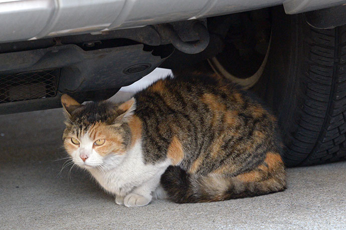 太田区のねこ
