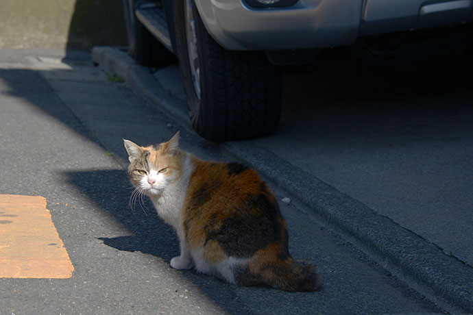 太田区のねこ