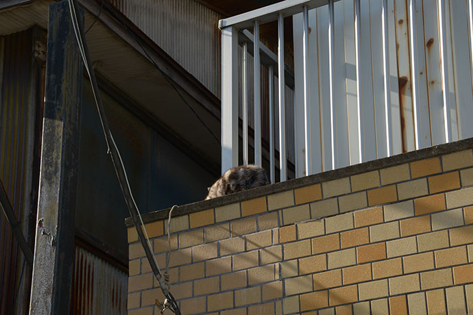 太田区のねこ