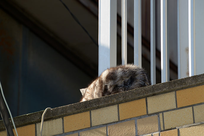太田区のねこ