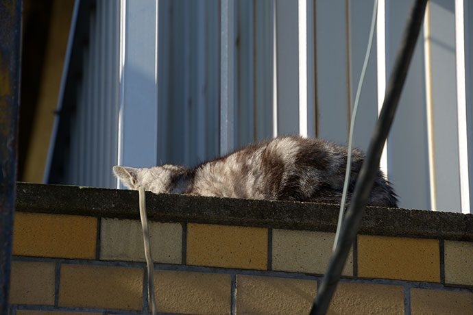 太田区のねこ