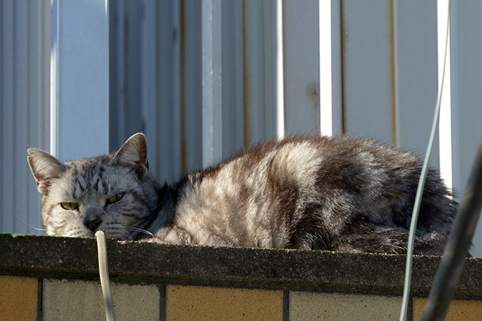 太田区のねこ