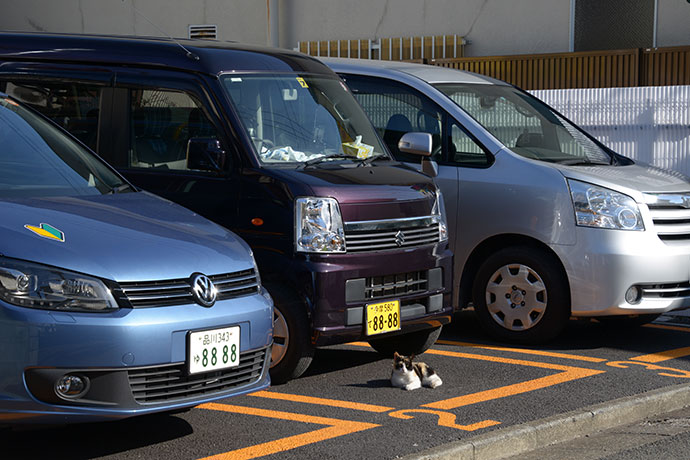 太田区のねこ