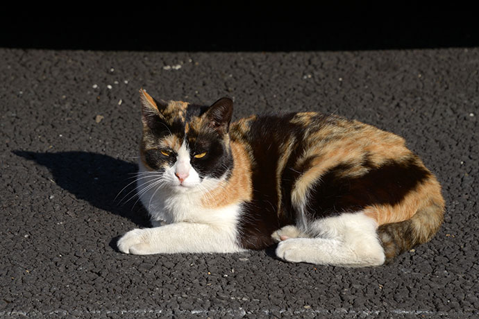 太田区のねこ