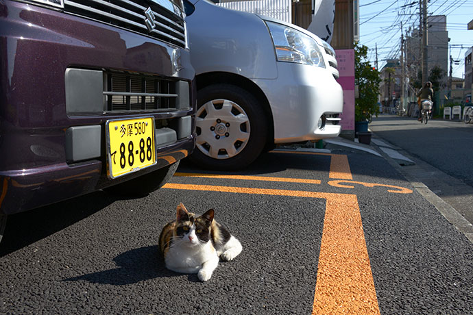 太田区のねこ