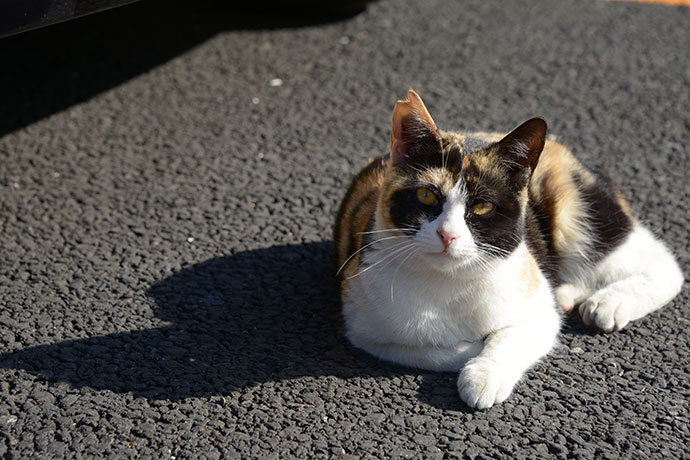 太田区のねこ