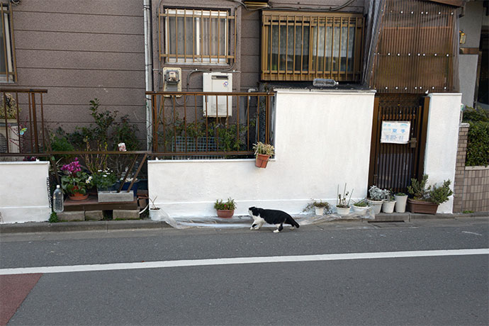 太田区のねこ