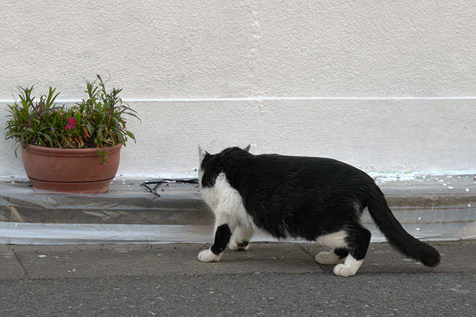 太田区のねこ