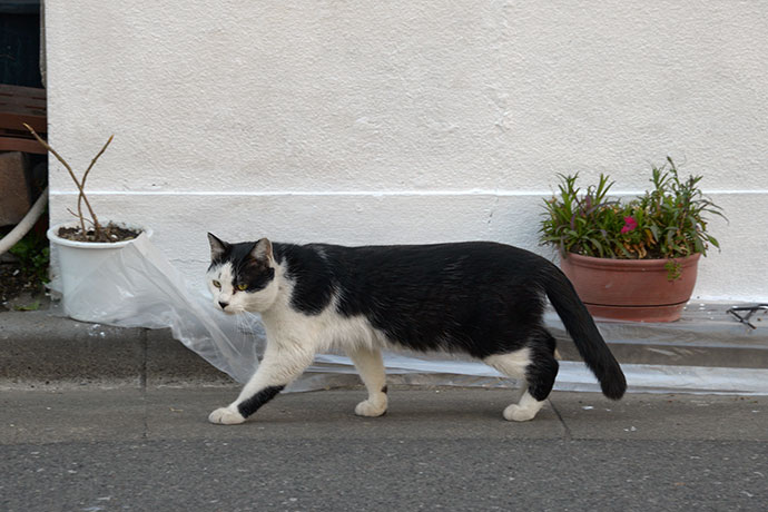 太田区のねこ