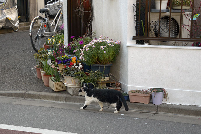 太田区のねこ