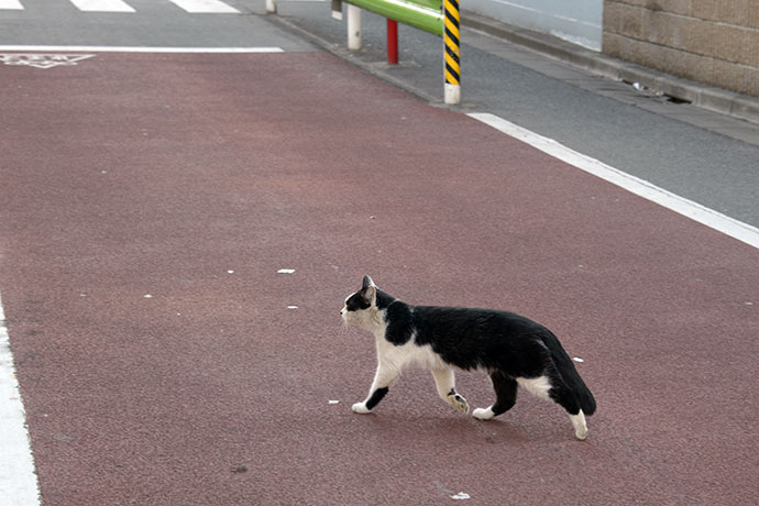 太田区のねこ