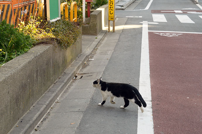 太田区のねこ