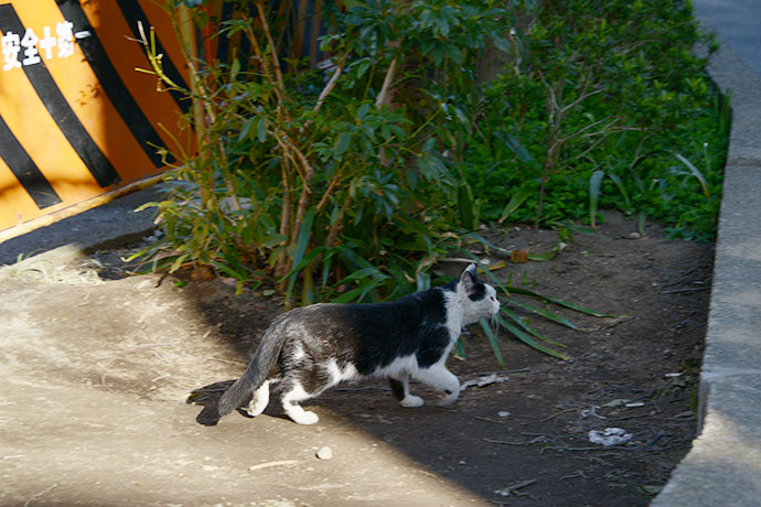 太田区のねこ