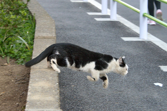 太田区のねこ