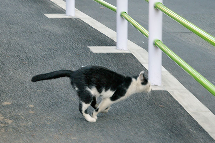 太田区のねこ