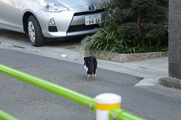 太田区のねこ