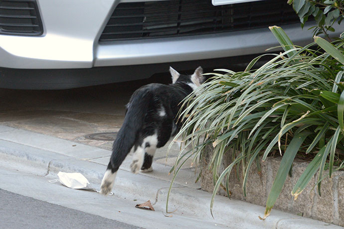 太田区のねこ
