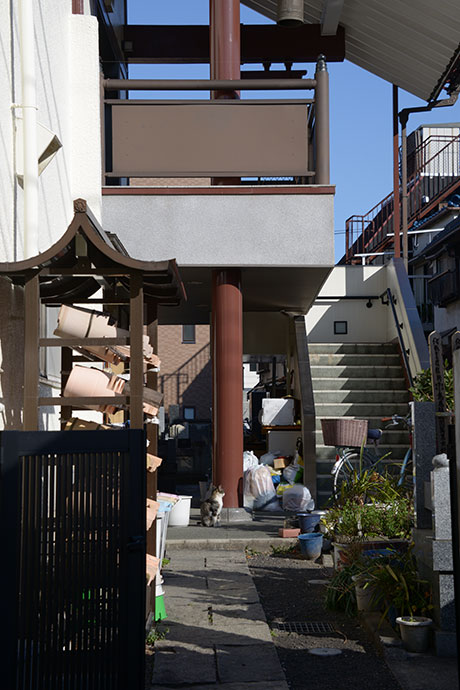 太田区のねこ