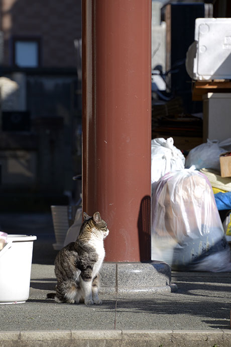 太田区のねこ