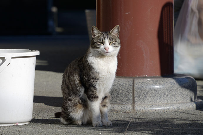 太田区のねこ