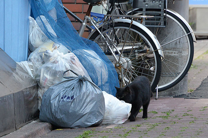 太田区のねこ